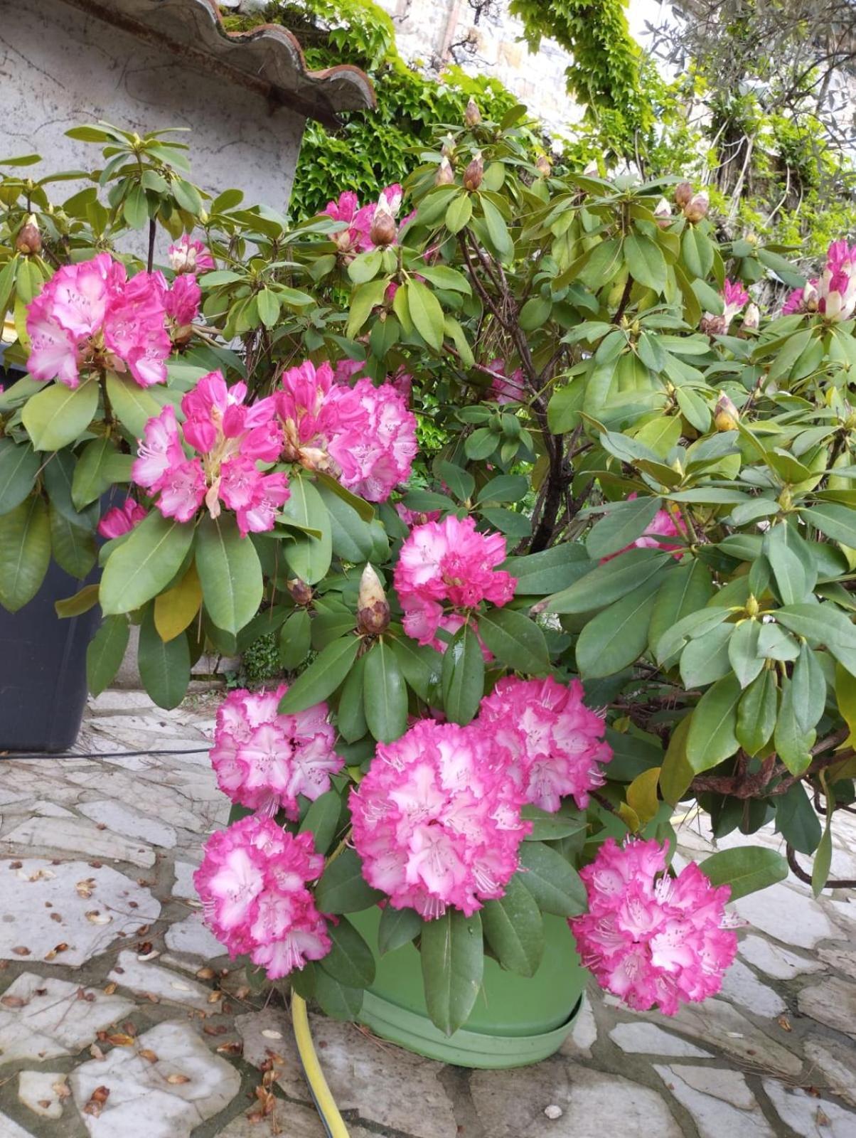 Gite 2 "Le Tilia " Aux Magnolias 3 Etoiles Aubenas Kültér fotó